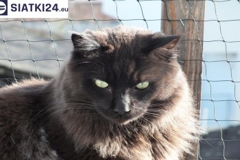 Siatki Głowno - Zabezpieczenie balkonu siatką - Kocia siatka - bezpieczny kot dla terenów Głowno